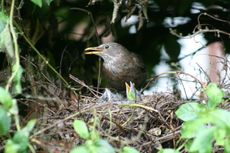 Amsel-4-Tag-4.jpg